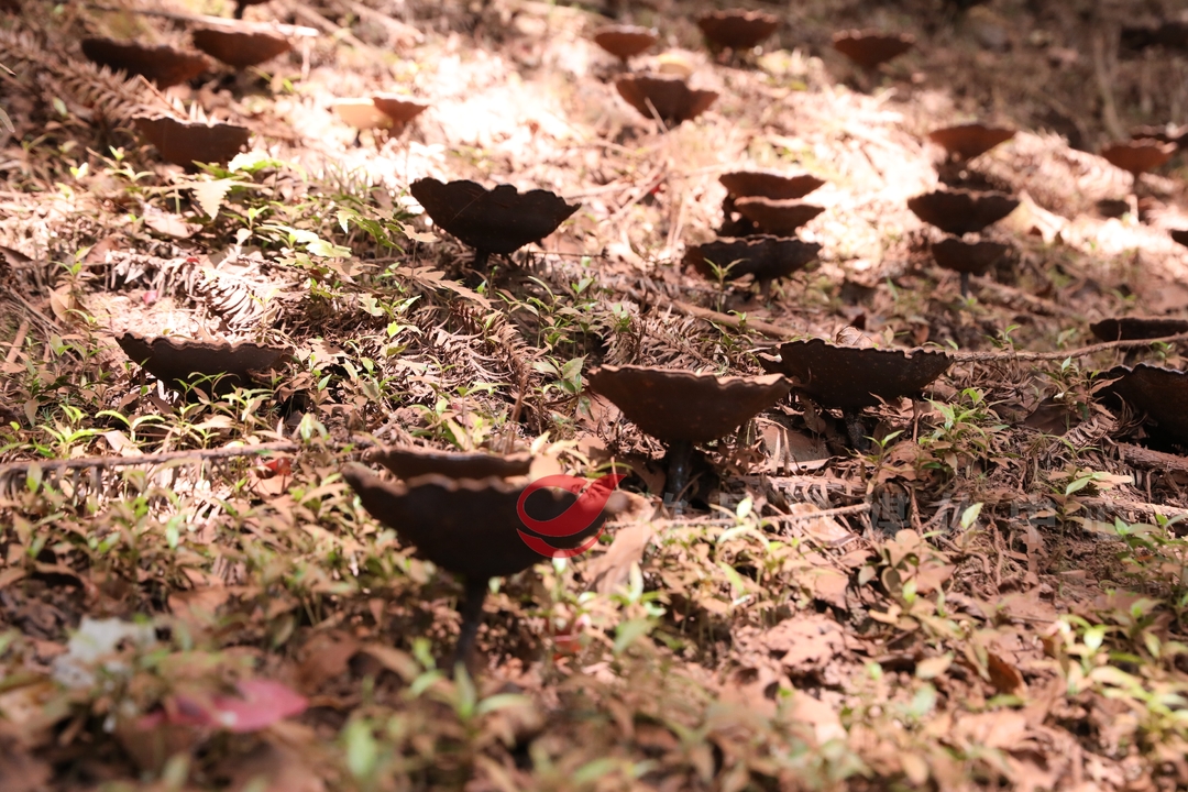 攸县：紫灵芝种植获成功 林下产业“朋友圈”将添新成员