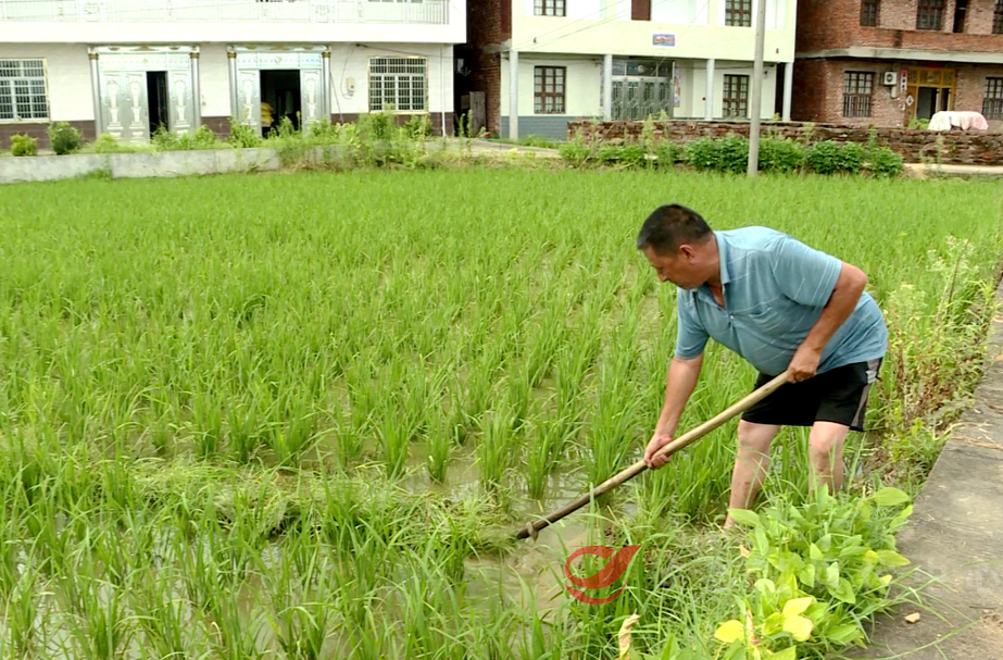 攸县受灾地区积极开展农业生产自救