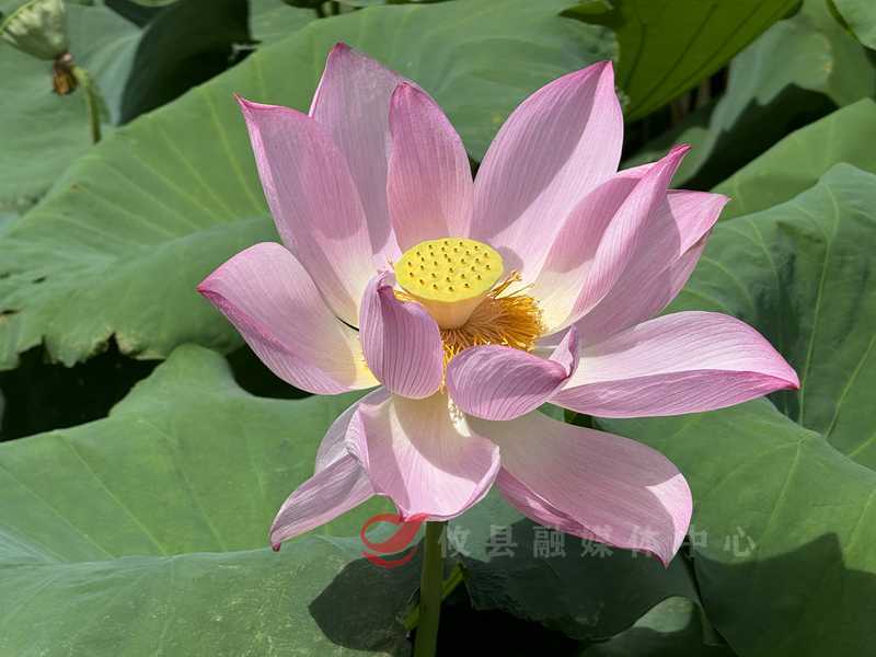 惊艳到了！春联街道盘龙村的荷花也太美了