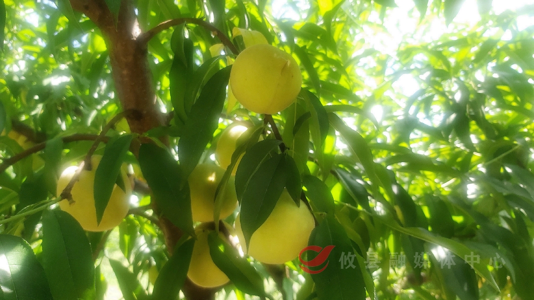 菜花坪镇100余亩菁香桃成熟上市，快来尝鲜~