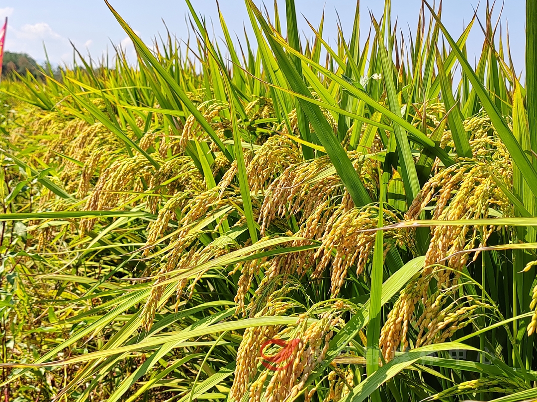 攸县：再生稻头季测产喜获丰收！