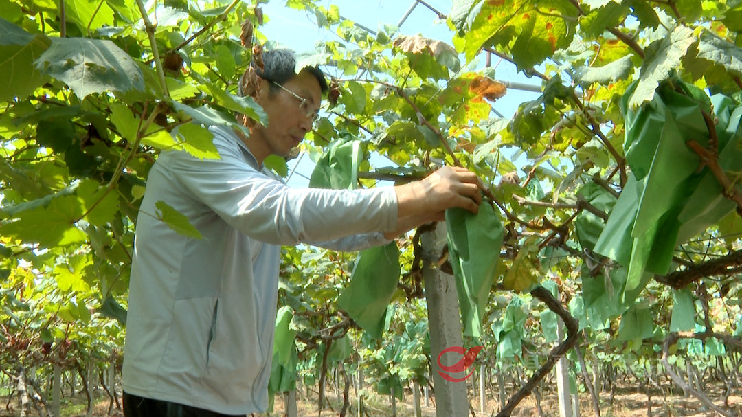 【掷地“攸”声 政协委员在行动】激励青年人才返乡创业 为乡村振兴注入青春力量