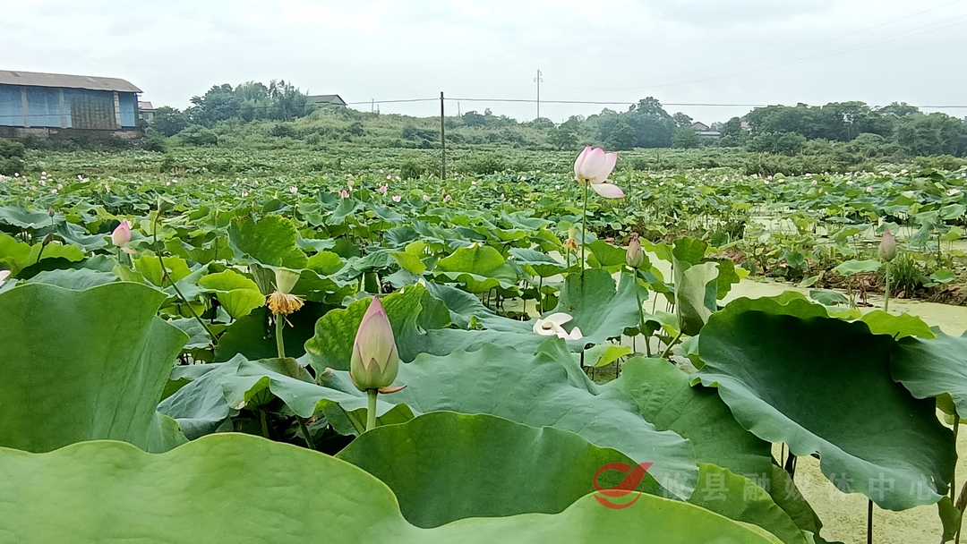 【一村一品】宁家坪镇大祥村：小小莲子为乡村振兴注入新活力