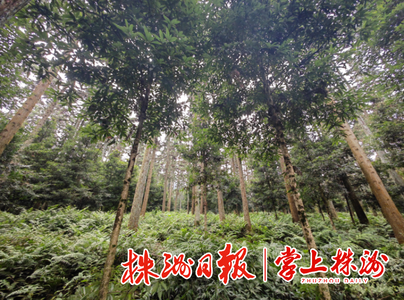 林梢一抹青如画 ｜看攸县“疗伤”复绿术