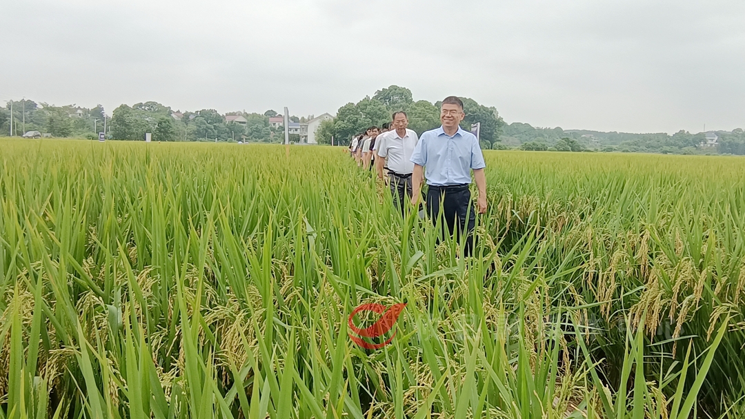 专家团来攸现场观摩水稻害虫抗药性治理技术应用