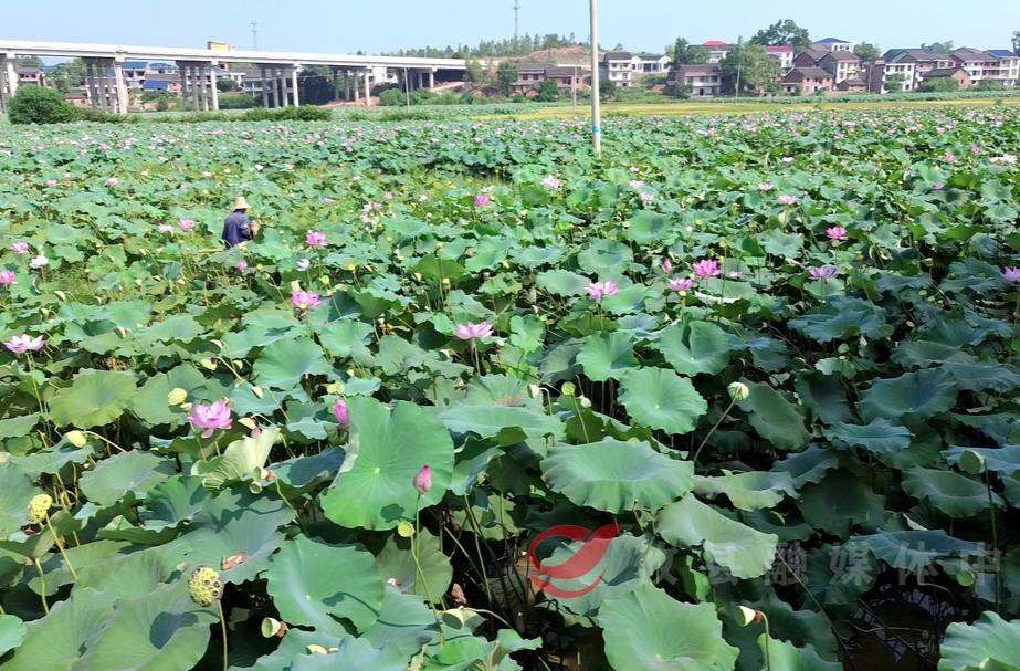渌田镇五丰村：莲子采收加工忙 “莲”通致富路