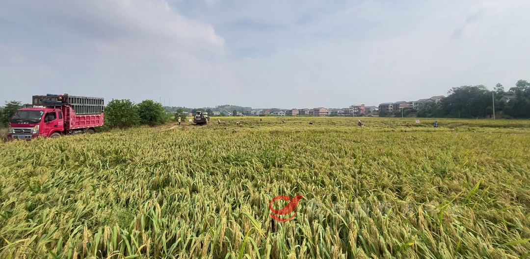 攸县：中稻迎丰收 稻农收割忙