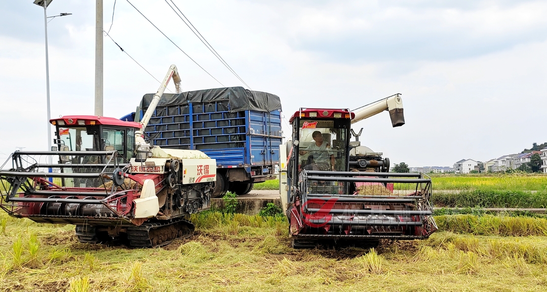 谭桥街道大和村：农田丰产 村集体增收有“稻”