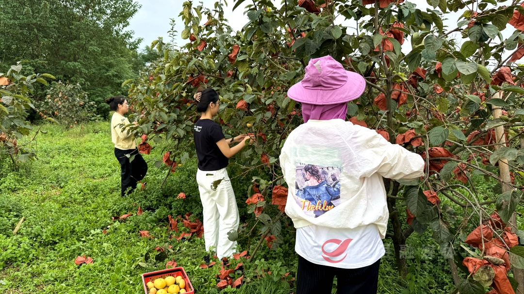 好“柿”来临，快来尝尝秋天的第一口脆柿！
