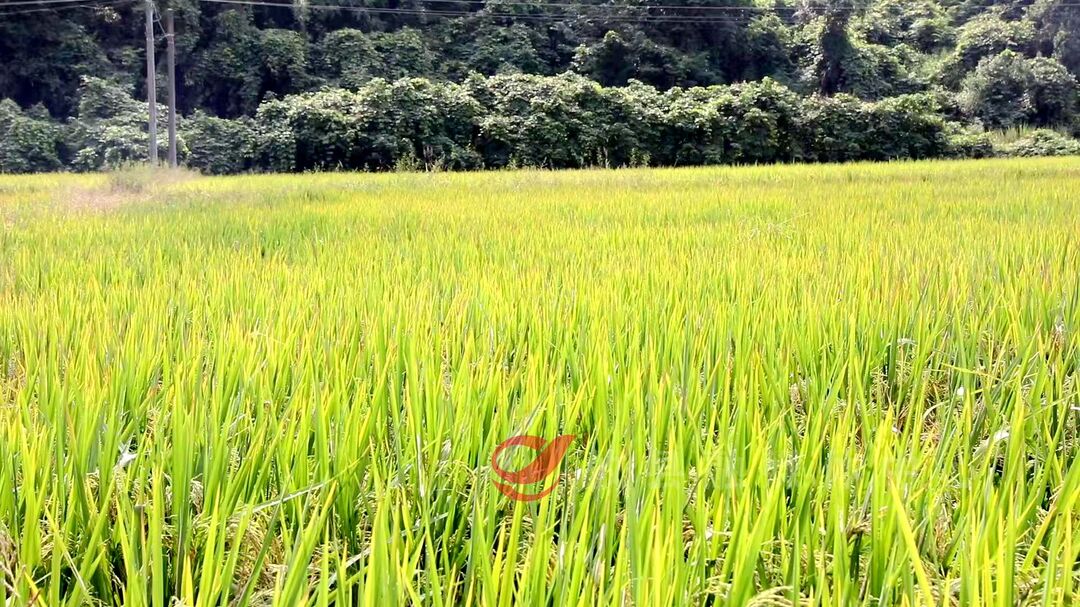 攸县：开展机收减损实测 确保颗粒归仓