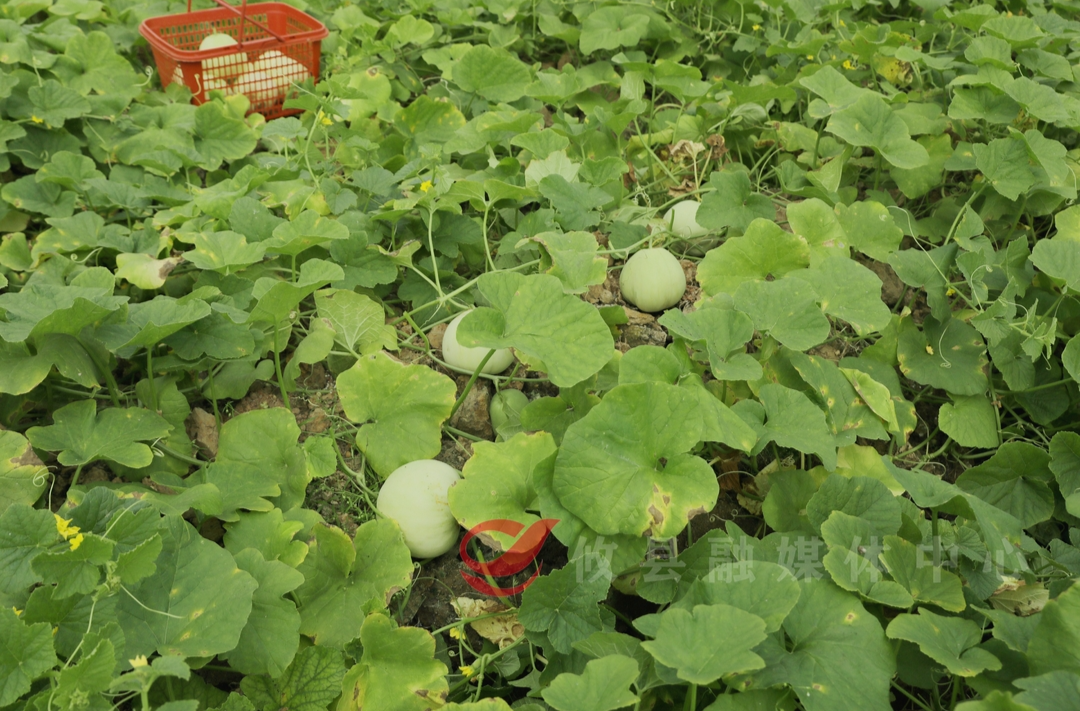 攸县：棚尽其用“育秧+” 接茬轮作瓜果香