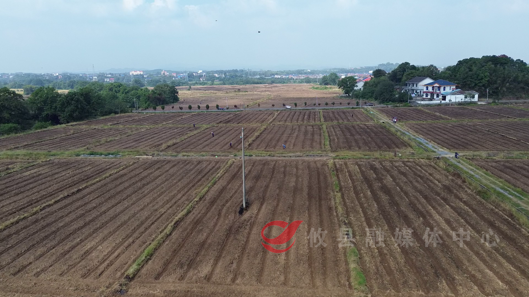 攸县：“稻油轮作”掀起油菜种植热潮