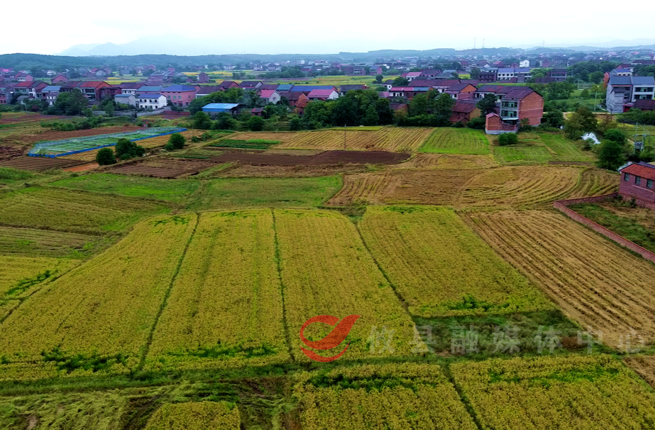 攸县：“再生稻”开镰收割 喜获丰收