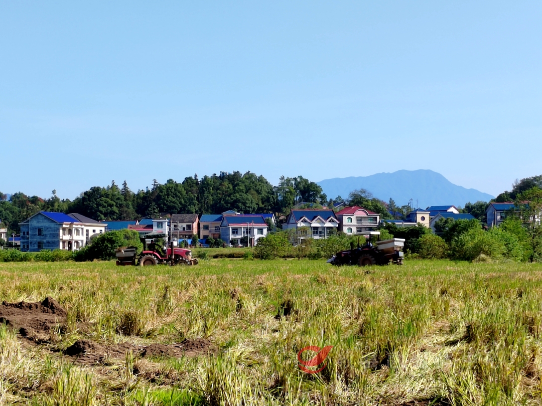 攸县：粪肥还田 为冬闲田加油蓄力