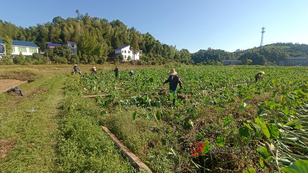 宁家坪镇双田村：300多亩香芋喜迎丰收
