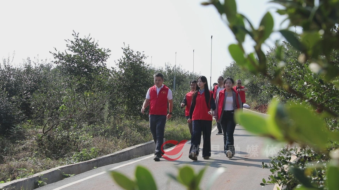 【奔赴田野·记者基层行】莲塘坳镇：油茶丰收 志愿服务队守护油茶采摘秩序