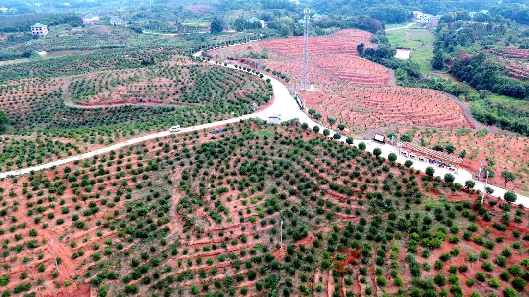 攸爱油茶特色产业园上演精彩“油茶采摘比赛”