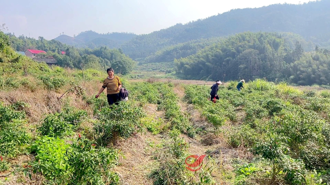攸县：高山小米辣迎丰收 奏响致富“椒”响曲