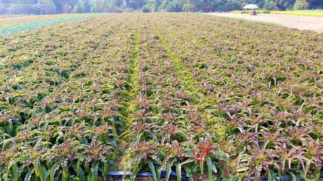 秋冬季节蔬菜陆续上市供应充足  价格持续回落