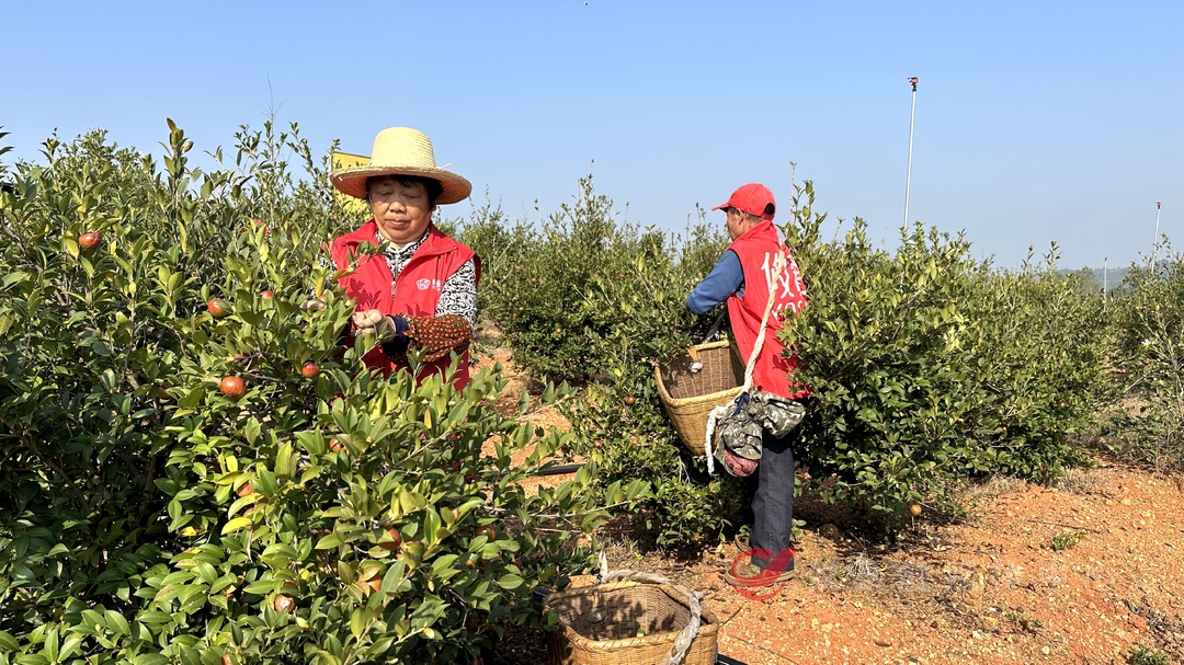 攸爱油茶：打造互联网+模式，让攸县油茶香飘万里