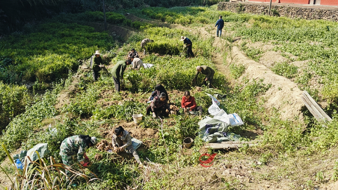 【奔赴田野·记者基层行】宁家坪镇双凡村：100余亩黄姜喜迎丰收  带动群众增收致富