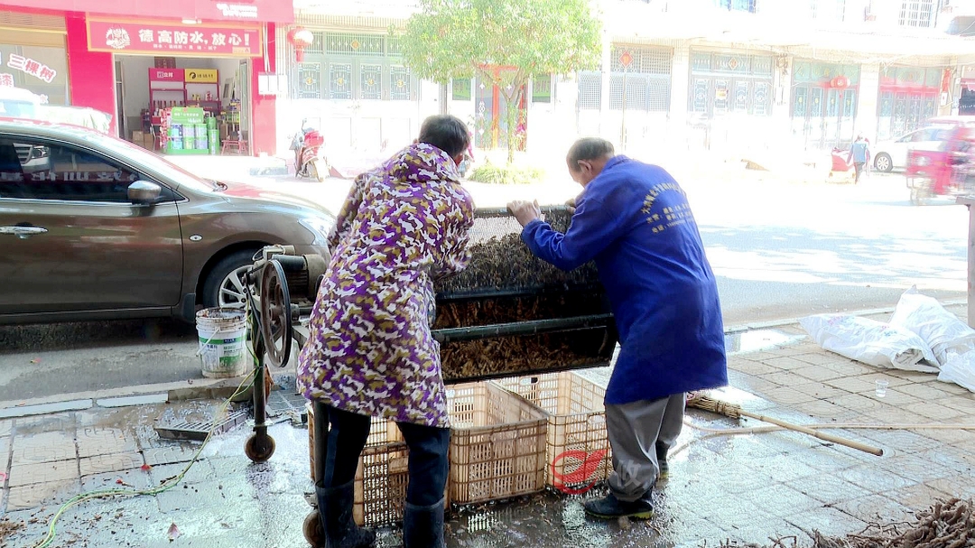 小小防己促振兴，借“药”生“金”奔小康