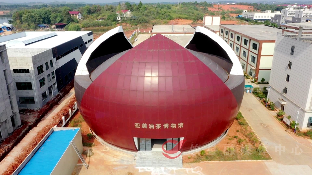 亚美茶油：油茶加工生产忙  日灌装茶油10万瓶