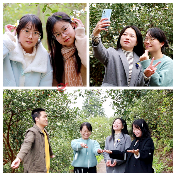 攸县：油茶花开满山坡，点缀冬日成美景