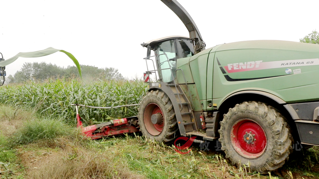 攸县：1.8万亩青贮玉米收割忙