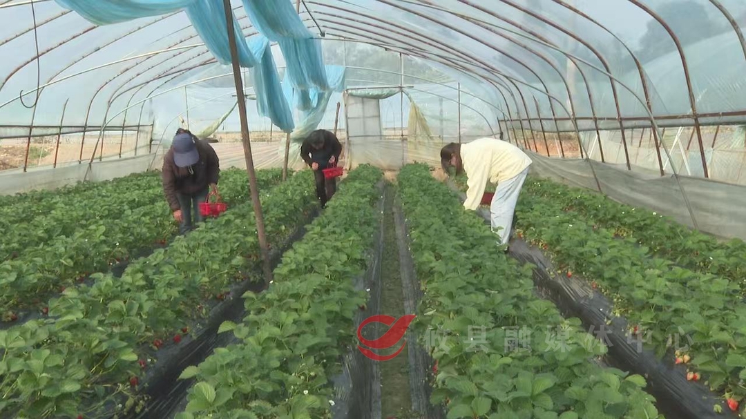 攸县：冬季头茬草莓“甜蜜”上市