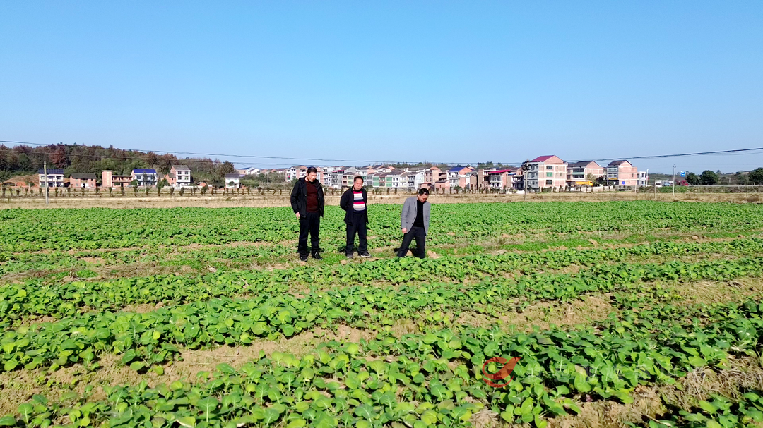 渌田镇：科学田管孕育丰收新希望