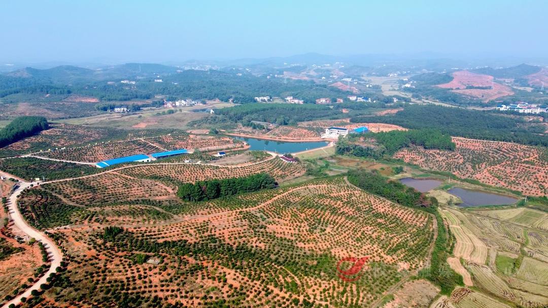 打造“攸县茶油”新名片 攸爱茶油首家线下体验旗舰店正式开业