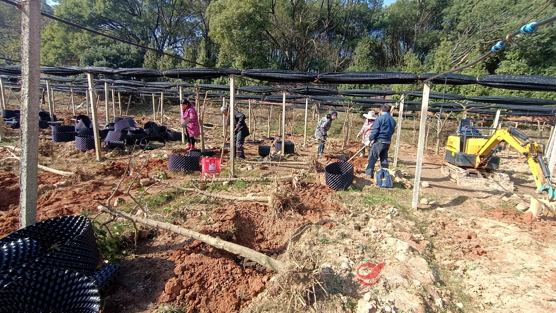 【乡村振兴】苗木栽植正当时 市场紧俏销售旺