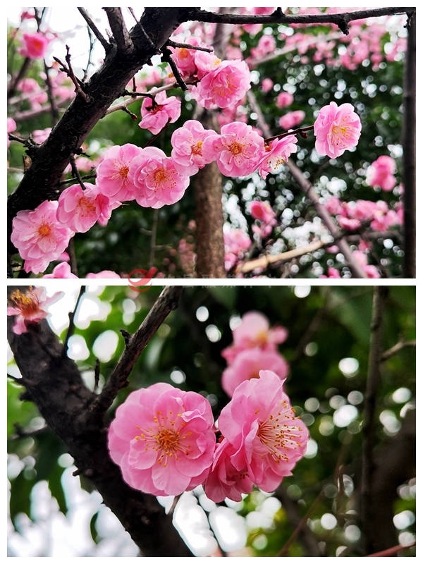 攸州大道梅花绽放 邂逅春日烂漫