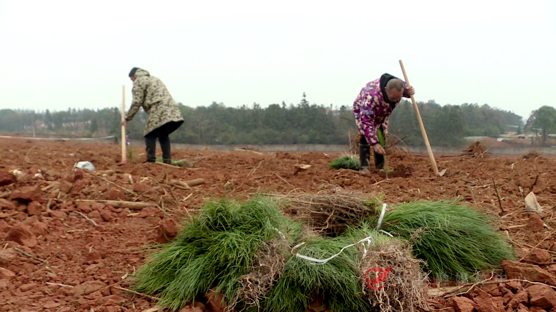 攸县：人勤春早植树忙