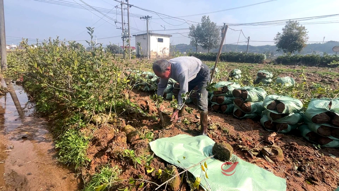 攸县：人勤春来早 油茶苗销售旺