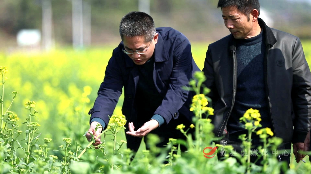 宁家坪镇：油菜春管忙 农技服务助丰产