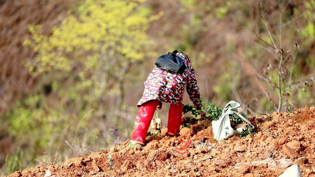 宁家坪镇：种下油茶树 披上“防火装”