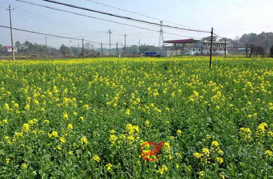 宁家坪镇：田野正悄然“换装”迎接“油菜花节”到来