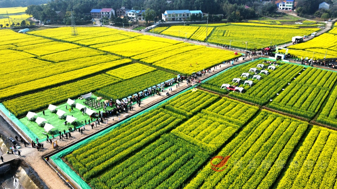 2025湖南油茶花节攸县分会场：以花为媒  绽放春日“花经济”