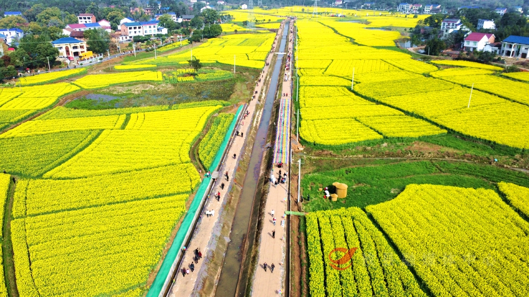 【油菜花开 攸县等你来】赴春日之约，赏油菜花海