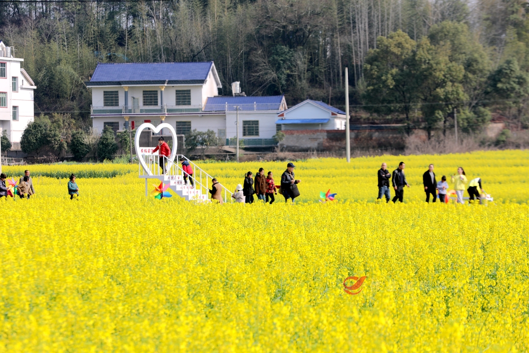 攸县：以花为媒 促农文旅融合发展