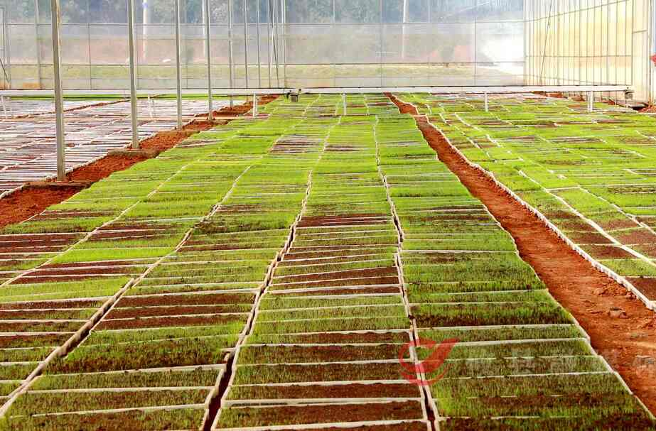 【春耕备耕】攸县：21家育秧工厂投入使用 服务面积超8万亩