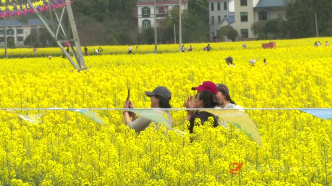 宁家坪镇：“油菜花节”余温不减  “赏花”经济热潮持续