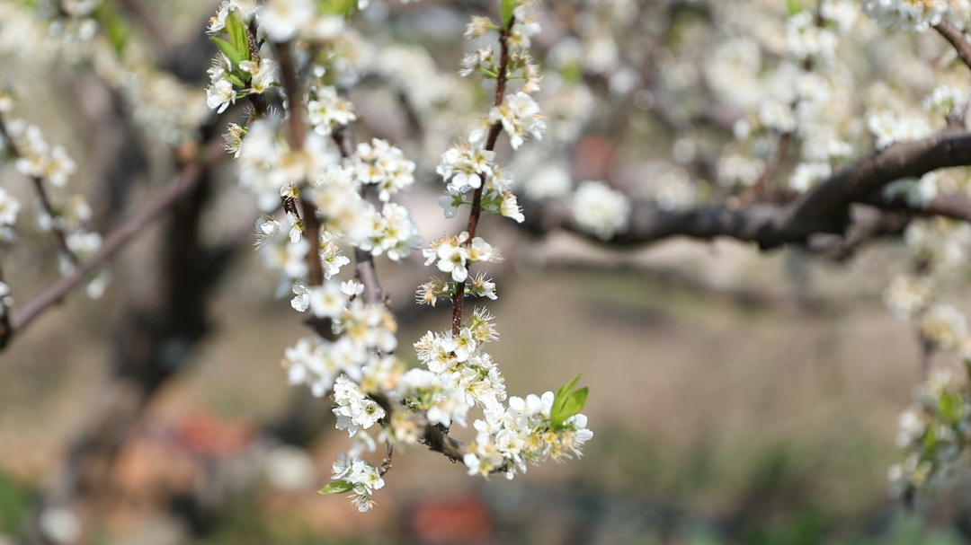 攸县新市镇：李子花开美如画 繁花如雪兆丰年