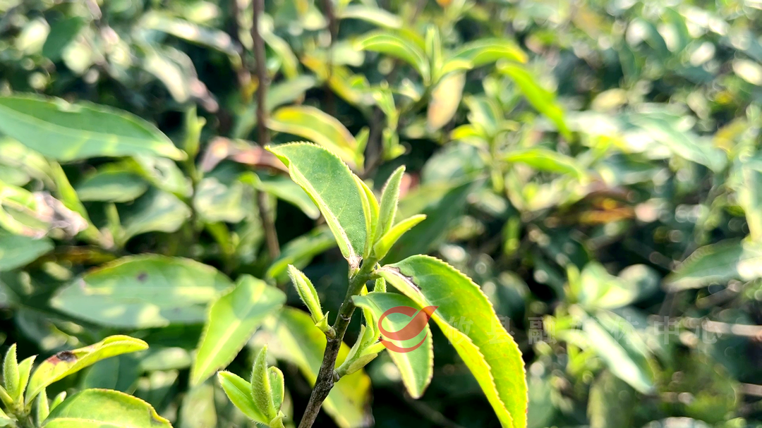 攸县：明前茶采摘正当时 春日清香满茶园