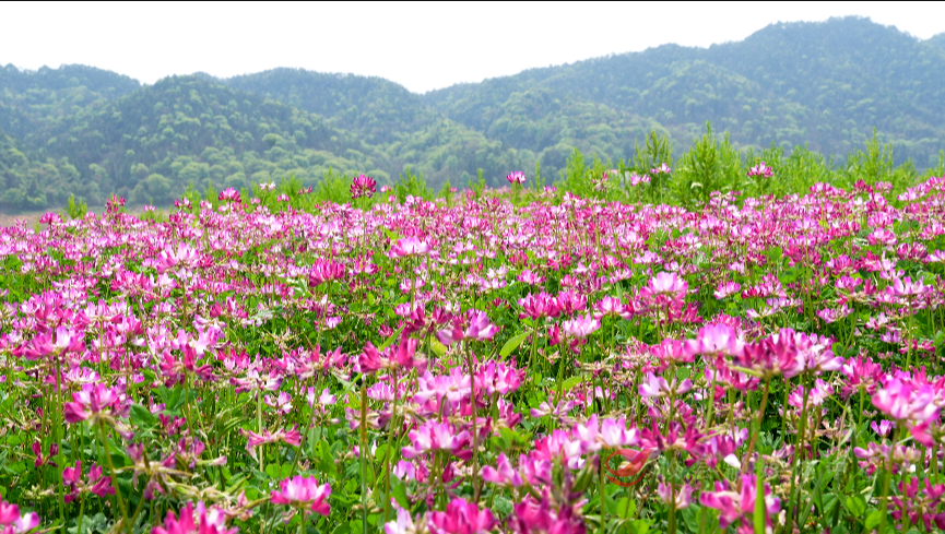 春天里的攸县 酒仙湖畔紫云英盛放