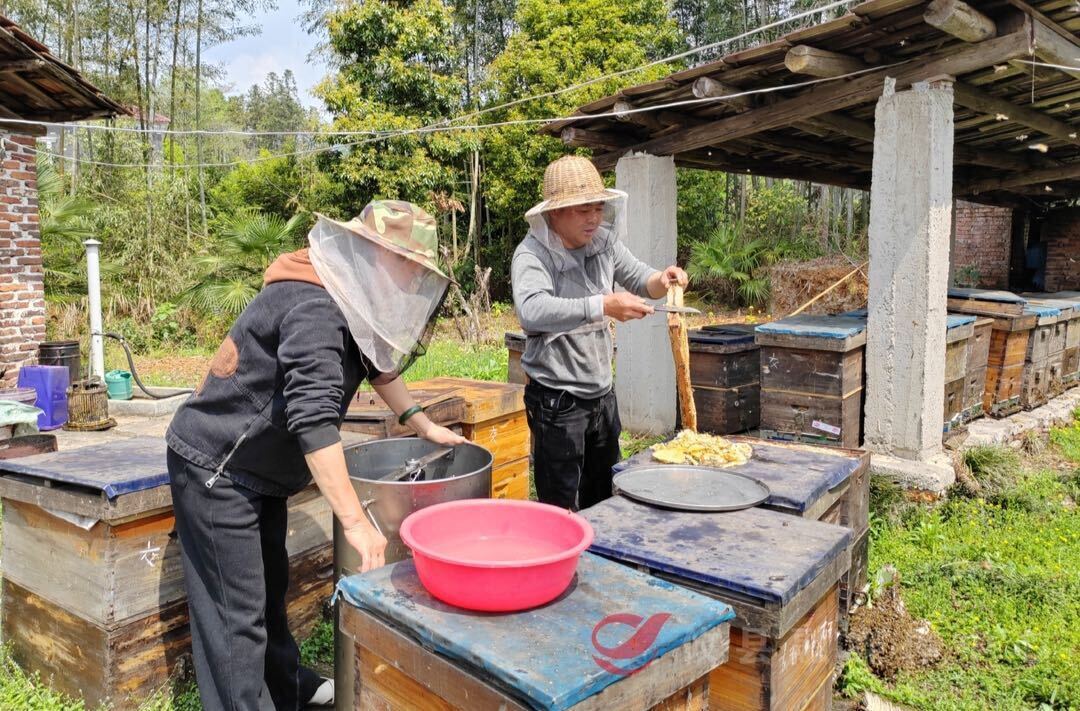 攸县黄丰桥镇陈爱雀夫妇：追花十万公里 辛劳酿成甜蜜