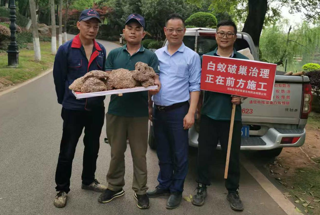 攸县市政园林服务中心  开展白蚁综合治理专项行动