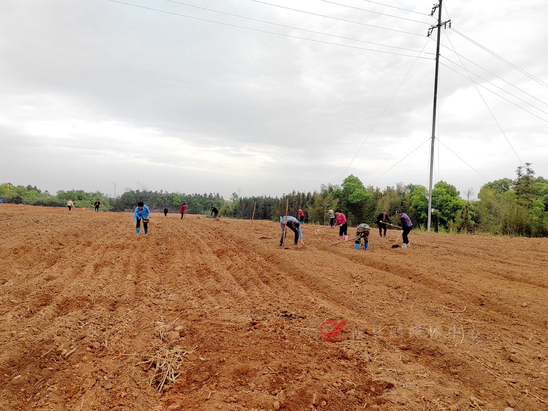 网岭镇北联村：中药材示范基地为乡村振兴开“良方”